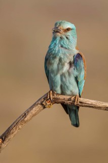 European Roller (Coracias garrulus), perched on a branch, Castile-La Mancha