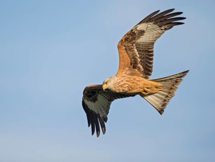 Red Kite (Milvus milvus) flying, Wales, United Kingdom