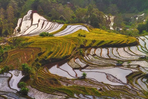Celestial Stairs — The Yuanyang Rice Terraces in Yunnan, China, carved by the Hani people over 1,