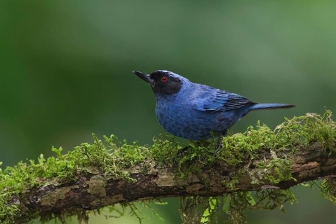 Masked Flowerpiercer (Diglossa cyanea), Napo, Ecuador