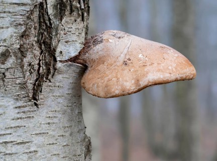 Birch spore (Fomitopsis betulina), fruiting body on birch (Betula), fungus with pores, low depth of