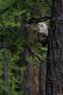 Ural Owl (Strix uralensis yenisseensis) perched in tree, Lake Khuvsgul, Mongolia