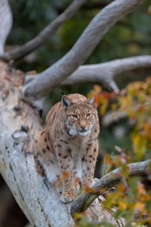 One Eurasian lynx, (Lynx lynx), sitting on a fallen tree, grooming himself. Frontal view with fall