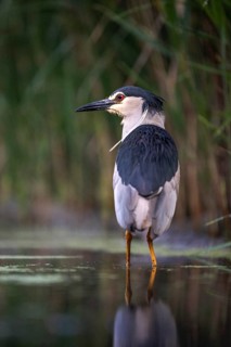 Black crowned night heron (Nycticorax nycticorax) in the water, Pusztaszer, Hungary