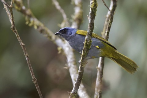 Blue-capped Tanager (Thraupis cyanocephala) perched on a branch in Bolivia, South America
