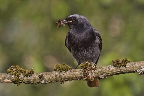 Black Redstart (Phoenicurus ochruros) male with insect prey in beak to feed chicks, Bavaria,