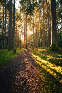 A narrow path winds through a quiet forest, illuminated by the soft morning light, Unterhaugstett,