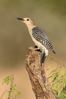 Golden-fronted Woodpecker (Melanerpes aurifrons) female perched on stump, Texas, USA