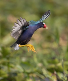 Purple Gallinule (Porphyrio martinica) flying, Florida, USA