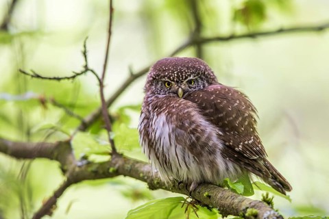 Sparrow owl (Glaucidium passerinum), Baden-Württemberg, Federal Republic of Germany