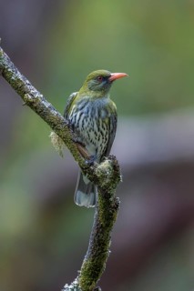 Olive-backed Oriole (Oriolus sagittatus), Victoria, Australia