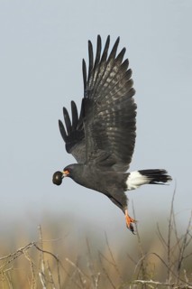 Snail Kite (Rostrhamus sociabilis) flying, Florida, USA