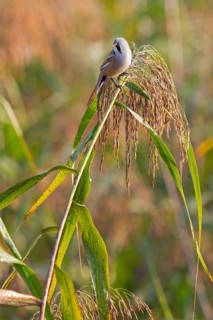 Bearded Tit, Bearded Reedling, Bearded Parrotbill, Panurus biarmicus, Panure à moustaches, Mésange