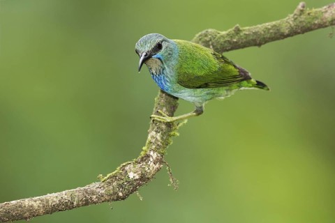 Shining Honeycreeper (Cyanerpes lucidus) female, Costa Rica