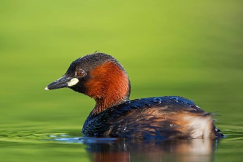 Little grebe, (Tachybaptus ruficollis), Podiceps ruficollis, animals, birds, grebe family, swimming