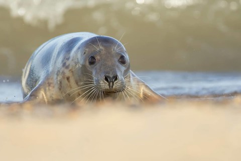 Atlantic grey seal (Halichoerus grypus) adult animal on a seaside beach, England, United Kingdom