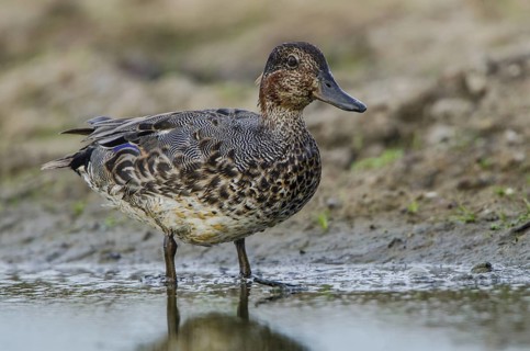 Eurasian Teal (Anas crecca) male, Schleswig-Holstein, Germany