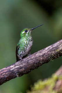 Green-crowned brilliant (Heliodoxa jacula), female, Mindo Forest Reserve, Mindo, Ecuador