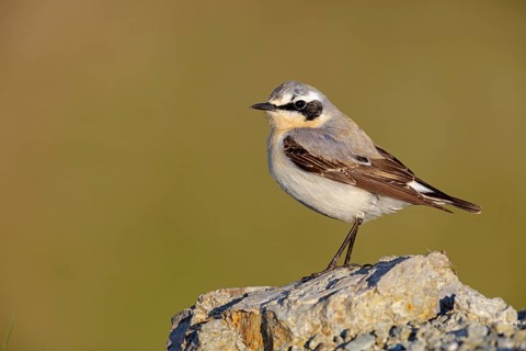Wheatear, (Oenanthe oenanthe), biotope, habitat, animals, birds, family of passerines, perch,