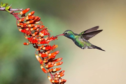 Broad-billed Hummingbird Cynanthus latirostris Madera Canyon, Santa Rita Mountains, Arizona, United