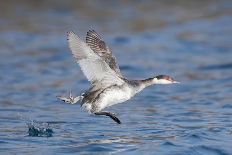 Horned Grebe (Podiceps auritus) taking flight, Alaska, USA