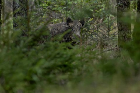 The wild boar (Sus scrofa) peers suspiciously from its cover, fattening year, acorn fattening,