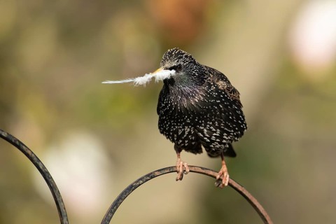 European starling (Sturnus vulgaris) adult bird with a feather in its beak for nesting material in