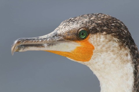 Great Cormorant (Phalacrocorax carbo), Lake Naivasha, Kenya