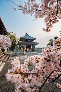 Cherry blossom at Buddhist temple, Nokotsudo in the evening light, Konkai-Komyoji Temple, Kyoto,