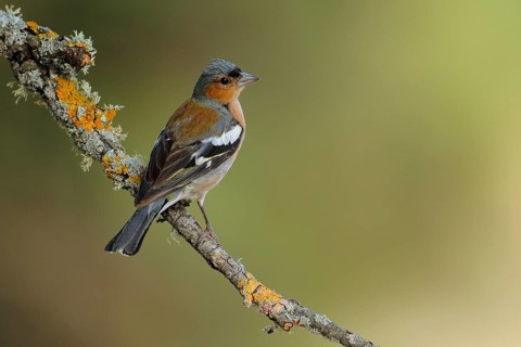 Common Chaffinch (Fringilla coelebs) male perched on lichen branch, Andalusia, Spain
