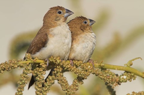 African Silverbill (Euodice cantans), Oman