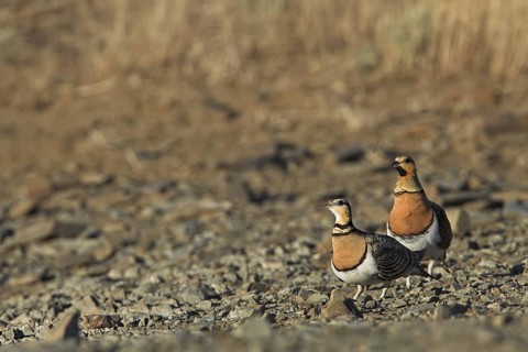 Pin-tailed Sandgrouse (Pterocles alchata), Extremadura, Spain