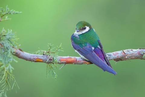 Violet-green Swallow (Tachycineta thalassina), Colorado, USA