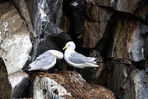 Black-legged kittiwake (Rissa tridactyla), breeding pair at nesting site, Vardø, Varanger,