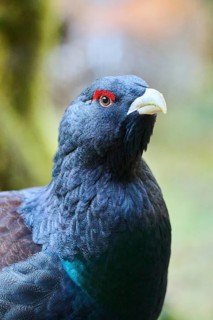 Western capercaillie (Tetrao urogallus) male (cock) portrait, Bavaria, Germany