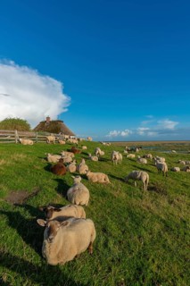 Hamburg Hallig, flock of sheep on the dwelling mound, thatched house, salt marshes, Reußenköge,
