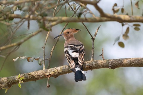Eurasian hoopoe or common hoopoe (Upupa epops) on a tree branch, Sreepur, Gazipur, Bangladesh