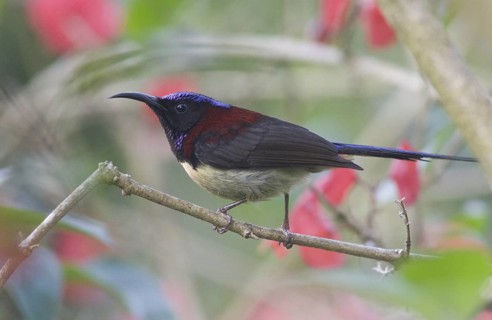 Black-throated Sunbird (Aethopyga saturata) male, Doi Inthanon, Thailand