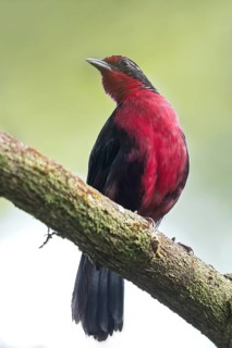 Rosy Thrush-tanager (Rhodinocichla rosea) perched on a branch in Panama