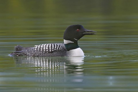 Great Northern Loon (Gavia immer), Alberta, Canada