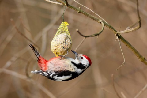 Middle Spotted Woodpecker (Dendrocoptes medius) feeding on fat ball, Saxony-Anhalt, Germany