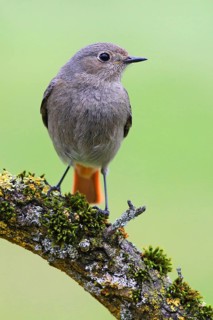 Black Redstart (Phoenicurus ochruros) female, Baden-Wuerttemberg, Germany
