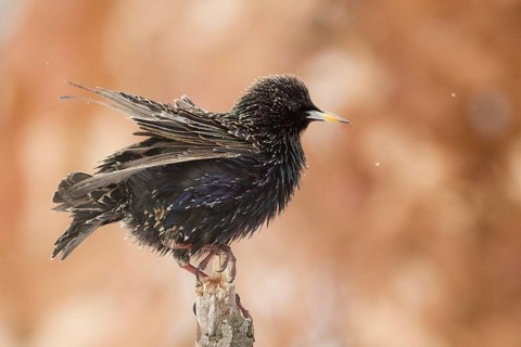Common Starling (Sturnus vulgaris), Bavaria, Germany