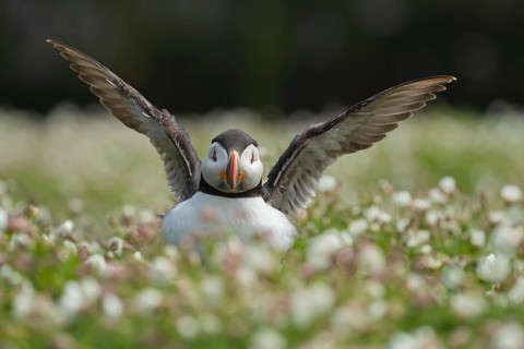 Atlantic puffin (Fratercula arctica) adult auk seabird bird flapping its wings amongst flowering
