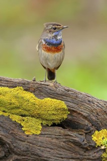 Bluethroat (Luscinia svecica cyanecula) male, Seville, Spain