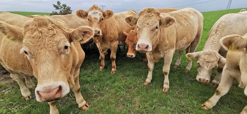 A curious cow (bos taurus) with others on a green pasture under a cloudy sky, Franconian Forest