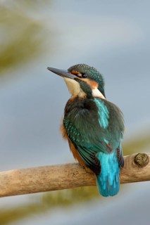 Common Kingfisher (Alcedo atthis) juvenile perched on a branch, North Rhine-Westphalia, Germany