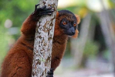 Lemur, Madagascar, Red Vari, Varecia Ruba, National Park, Madagascar
