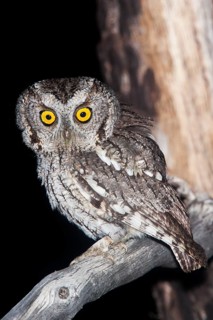 Whiskered Screech-Owl Otus trichopsis Madera Canyon, Santa Cruz County, Arizona, United States 17