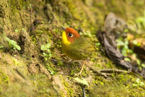 Chestnut-headed Tesia (Cettia castaneocoronata), Yunnan, China